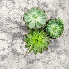 Succulent plants Minimal floral flat lay background