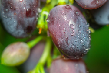 grapes and water drops