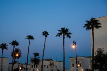 Obraz premium Palm trees during blue hour in Fez in Morocco