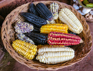 Peru Corn