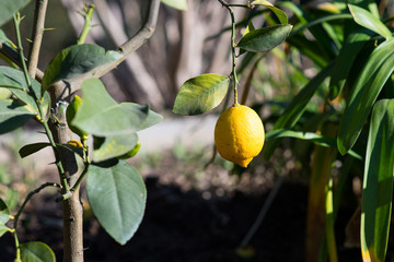 Single lemon in a tree