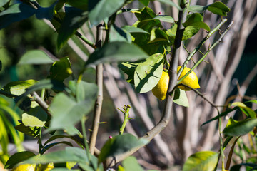 Small yellow lemons in a branch