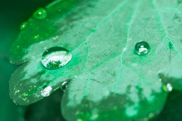 rain drops on leaf