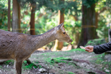 Young male tourist feeds with deer biscuit at Nara wild deer in a public park of Nara, Japan. Tourism and travel concept.
