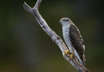 Sparrow hawk (Accipiter nisus)