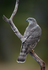 Sparrow hawk (Accipiter nisus)