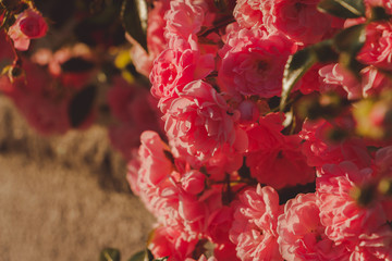 pink damask rose bush closeup on field background, local focus, shallow DOF
