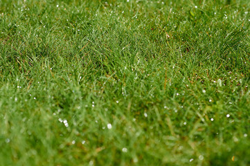 Naklejka premium Wet grass
