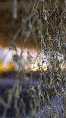 Dead leaves on wire fence 