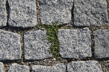 Unkraut zwischen Steinen