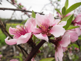 Obraz premium Beautiful Small Flowers in Full Bloom