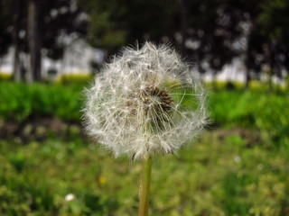 A Close-up a dandelion