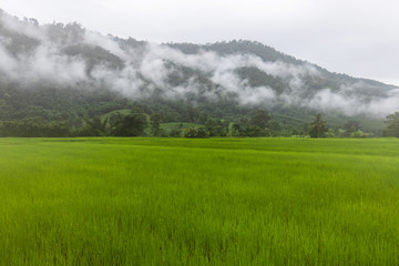 Naklejka na ściany i meble Landscape of rice field in the countryside of Thailand.