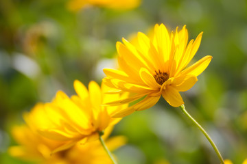 Gelbe Blüten der Staudensonnenblume