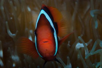 Fototapeta na wymiar Red&black anemonefish Amphiprion melanopus