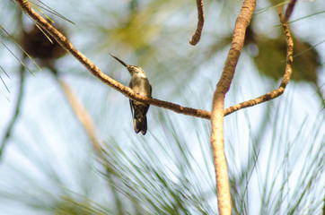 Beautiful birds of Brazil