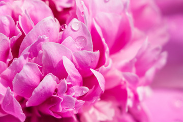 pink flower peony macro