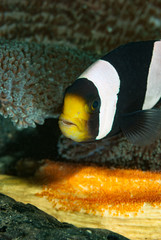 Naklejka na ściany i meble Seba anemonefish Amphiprion sebae