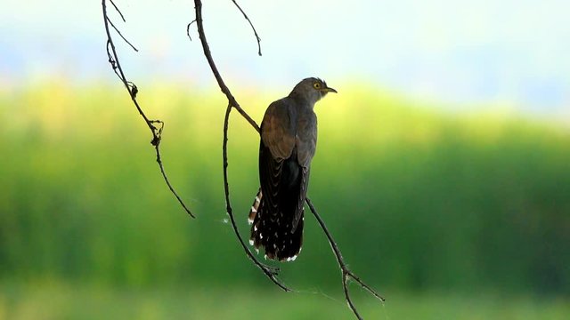 Common Cuckoo (Cuculus canorus)