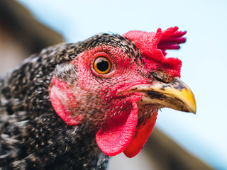 Beautiful super close-up portrait of chicken on home farm. Livestock, housekeeping organic...