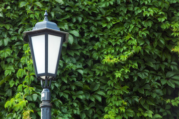 Vintage street lamp against the background of green ivy leaves