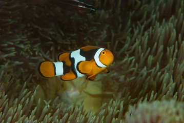 Fototapeta na wymiar Eastern anemonefish Amphiprion percula