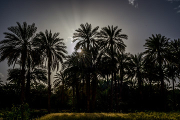 Fototapeta premium Desert of figuig