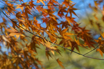 Red maple leaves in the fall