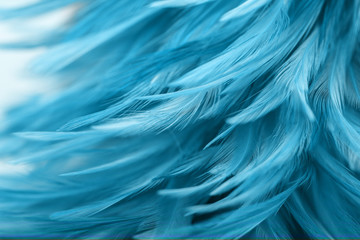 Blue chicken feathers in soft and blur style for background