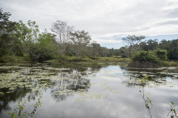 CAMBODIA ANLONG VENG TA MOK LAKE LANDSCAPE