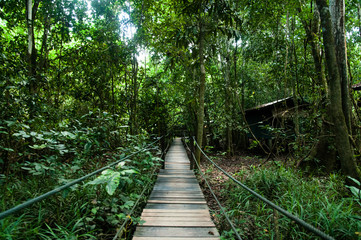Fototapeta premium Dschungel Pfad Holz Weg
