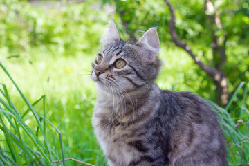 Naklejka na ściany i meble beautiful grey kitten sitting in the grass and looking up
