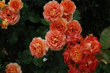 ローズガーデンの薔薇