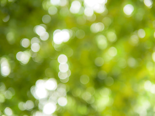 Fototapeta premium Bright green bokeh for natural background use 