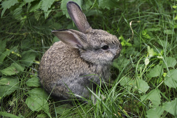  little grey rabbit on green grass in summer day