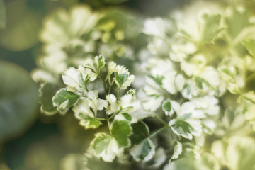 closed up treetop with sunset 