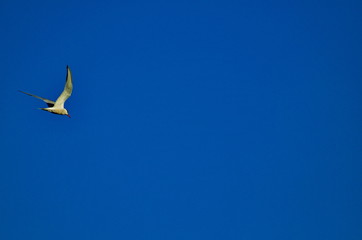 A flying seagull against the background of a blue summer sky