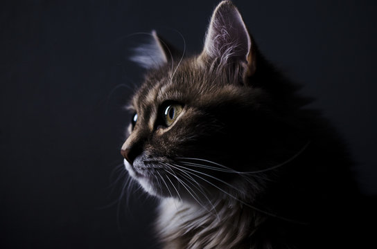artistic portrait of a cat
