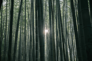 Bamboo forest with film vintage style