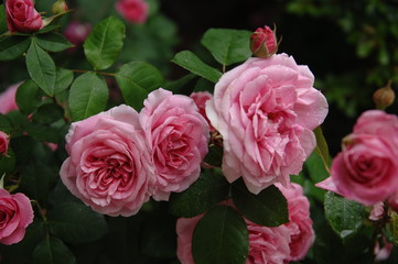 ローズガーデンの薔薇