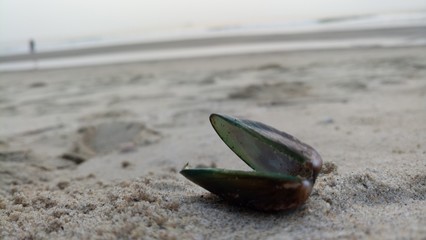 Shell © VARUN