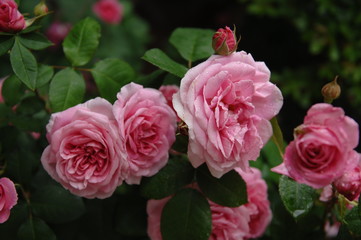 ローズガーデンの薔薇