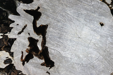 Texture of dark wood. natural background.