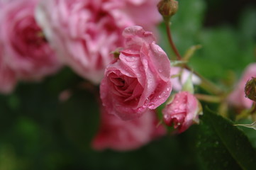 ローズガーデンの薔薇