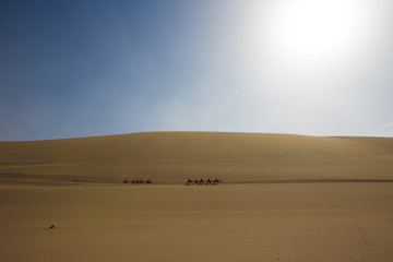 Tourists ride Camel over Sunshine Summer Desert