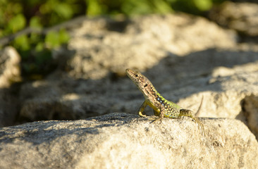 lizard 2