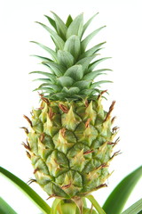 fresh pineapple fruit on a pineapple plant (Ananas comosus) closeup