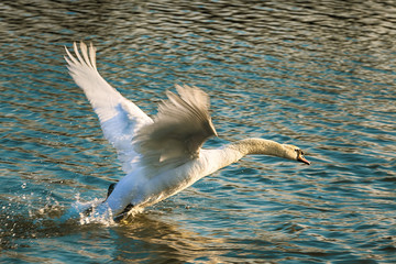 Swan on the lake flying