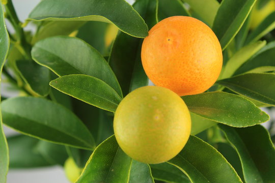 fresh kumquat fruits on a kumquat tree (Citrus japonica)