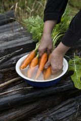 fresh juicy carrots bunch on old background